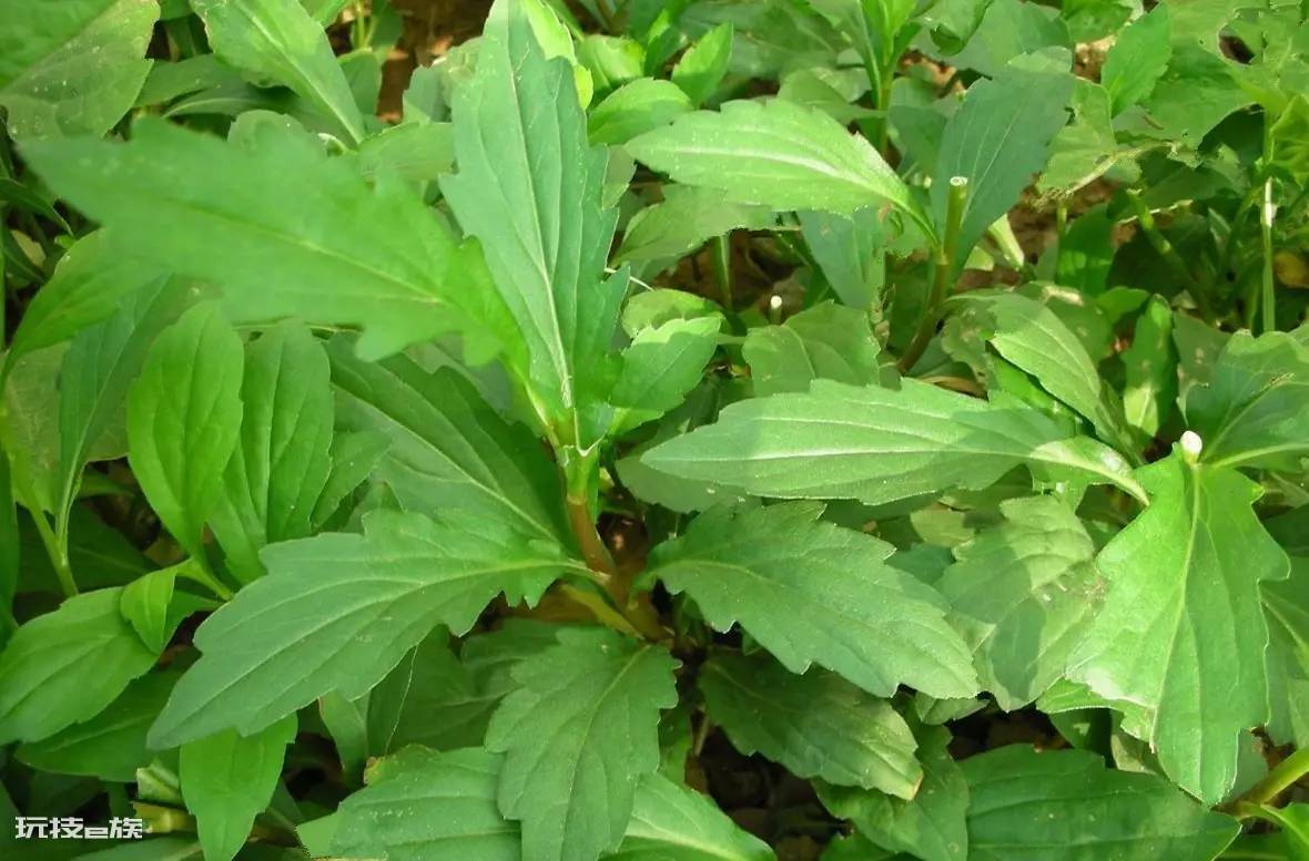 农村常见的野菜图片及名称(春天长出来后采摘可食用野菜)-图片7